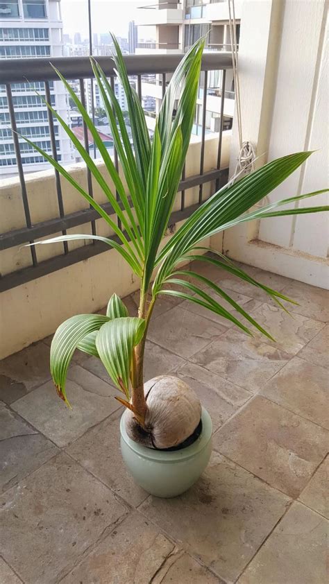 家蚤 富貴椰子盆栽